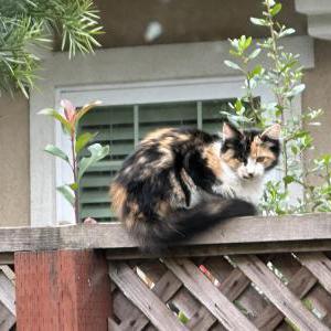 Image of Unknown, Found Cat