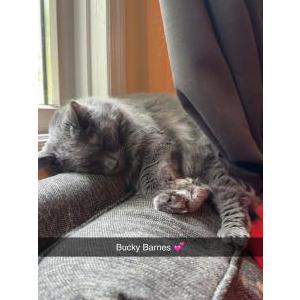 Image of Bucky Barnes, Lost Cat