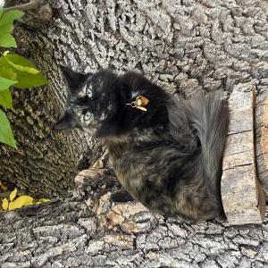 Image of Little bitty, Lost Cat