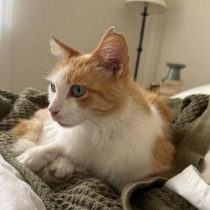 Image of Floyd, Lost Cat
