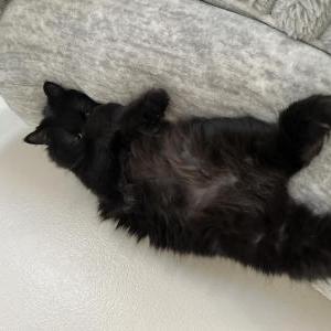 Image of Mossi, Lost Cat