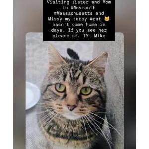 Image of Missy, Lost Cat