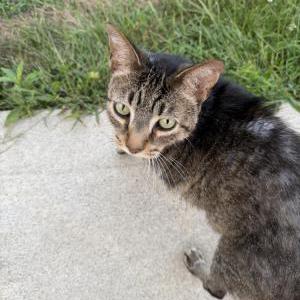 Image of Unknown tabby, Found Cat