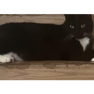 Image of Negrito, Lost Cat