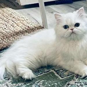 Image of Gracie, Lost Cat