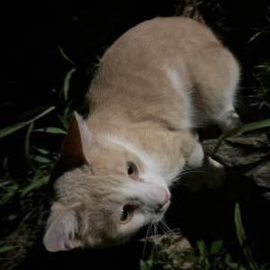 Image of Unknown, Found Cat