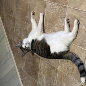 Image of Gordo, Lost Cat