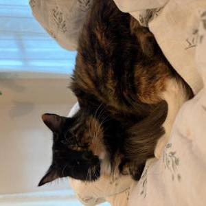 Image of Hazel, Lost Cat