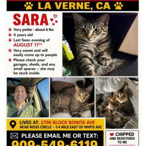 Image of Sara, Lost Cat