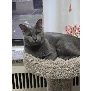Lost Cat leo