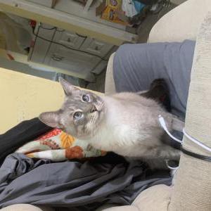 Image of Bamboozle, Lost Cat