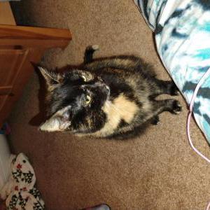 Image of Mama cat, Lost Cat