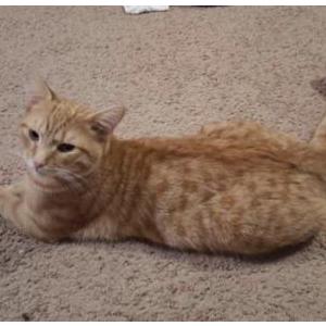 Image of Cheese, Lost Cat