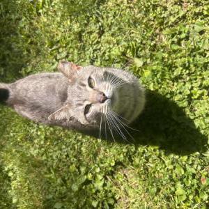 Image of Attic, Lost Cat