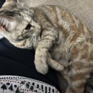 Image of Kitty, Lost Cat