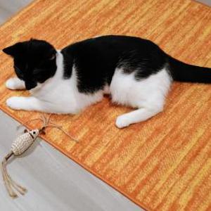Lost Cat Virginia
