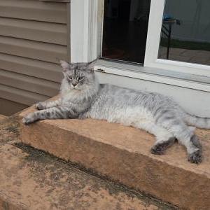 Image of Lenox, Lost Cat