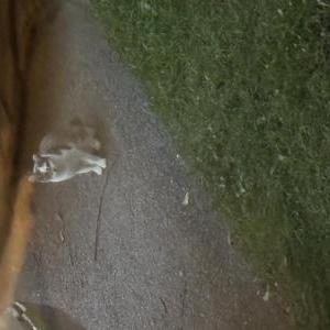 Image of Unknown, Found Cat