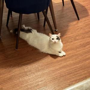 Image of Ruben, Lost Cat