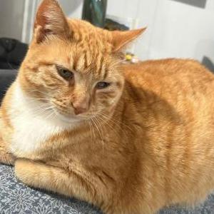 Image of Kitty Buddy, Lost Cat