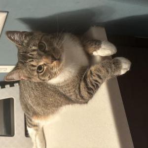Lost 2 KitKat (Illinois)
