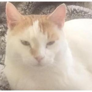 Image of Henry, Lost Cat