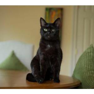 Image of Dora, Lost Cat
