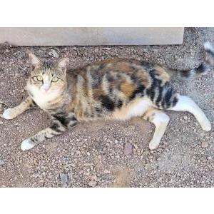 Image of Cami, Lost Cat