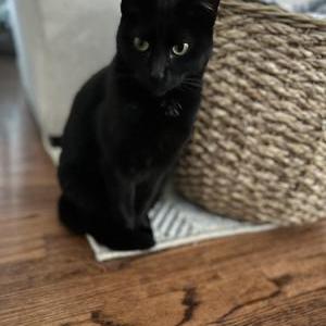 Image of Candy, Lost Cat