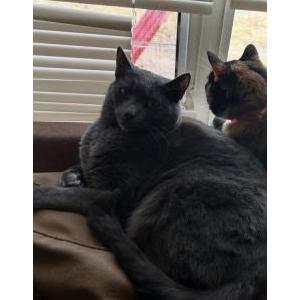 Image of shai, Lost Cat