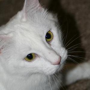 Image of Skye, Lost Cat
