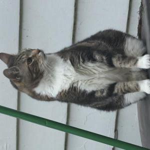 Image of George, Lost Cat