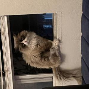 Image of Tito, Lost Cat