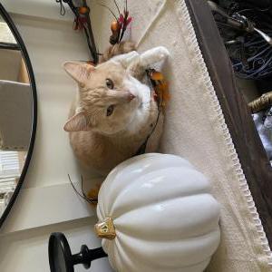 Lost Cat oakley