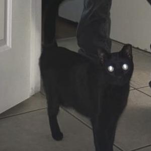 Image of Pepsi, Lost Cat
