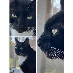 Image of Milo, Lost Cat