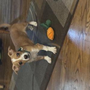Lost 1 Rocky (California)