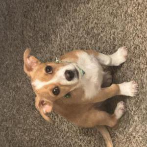 2nd Image of Rocky, Lost Dog