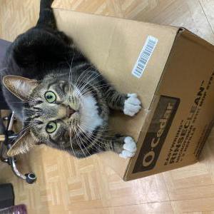 Image of Frankie, Lost Cat