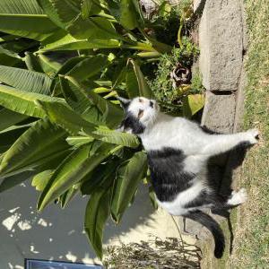 Image of Pongo, Lost Cat