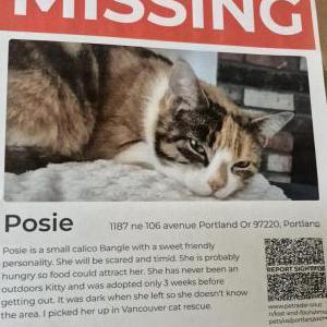Lost Cat POSIE PERU