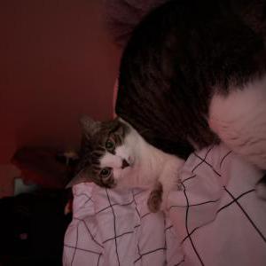 Image of Hela, Lost Cat