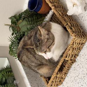Lost Cat Dina