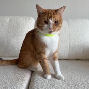 Image of Garfield, Lost Cat