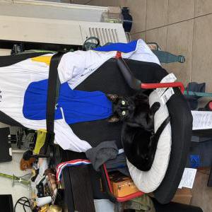 Image of Bingo, Lost Cat