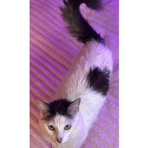 2nd Image of CLOUD, Lost Cat