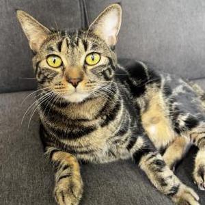 Image of Bean, Lost Cat