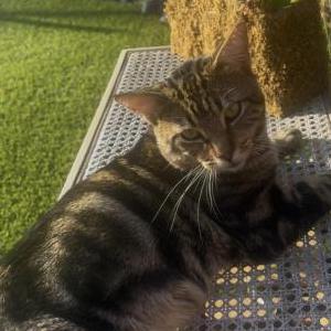 Image of Aykum, Lost Cat