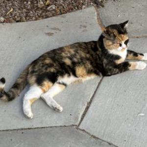 Image of Doja, Lost Cat