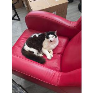 Image of Lucky, Lost Cat